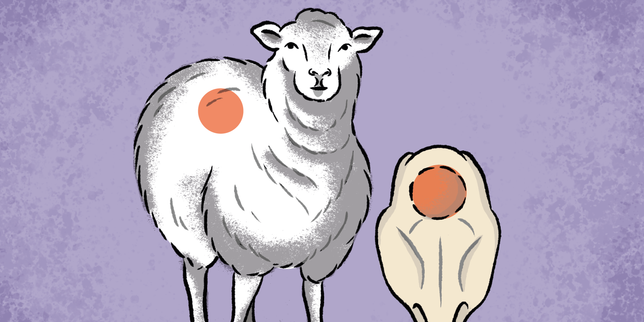 La laine de mouton peut favoriser la régénération des os
