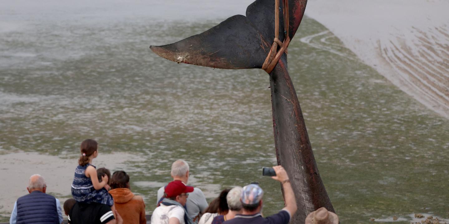 Une baleine de 10 mètres échouée sur une plage de l'île de Ré