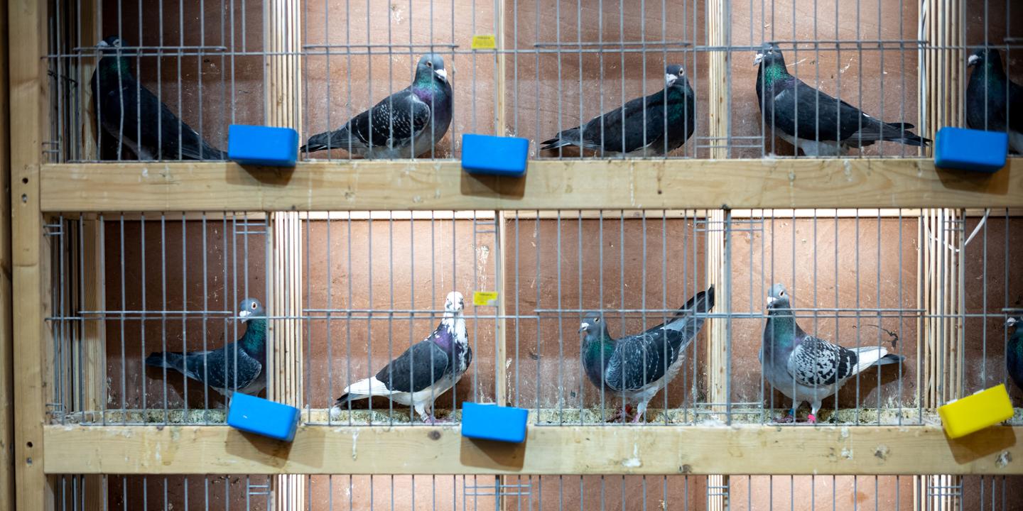 Le secret du GPS des pigeons voyageurs se situerait aussi dans le foie