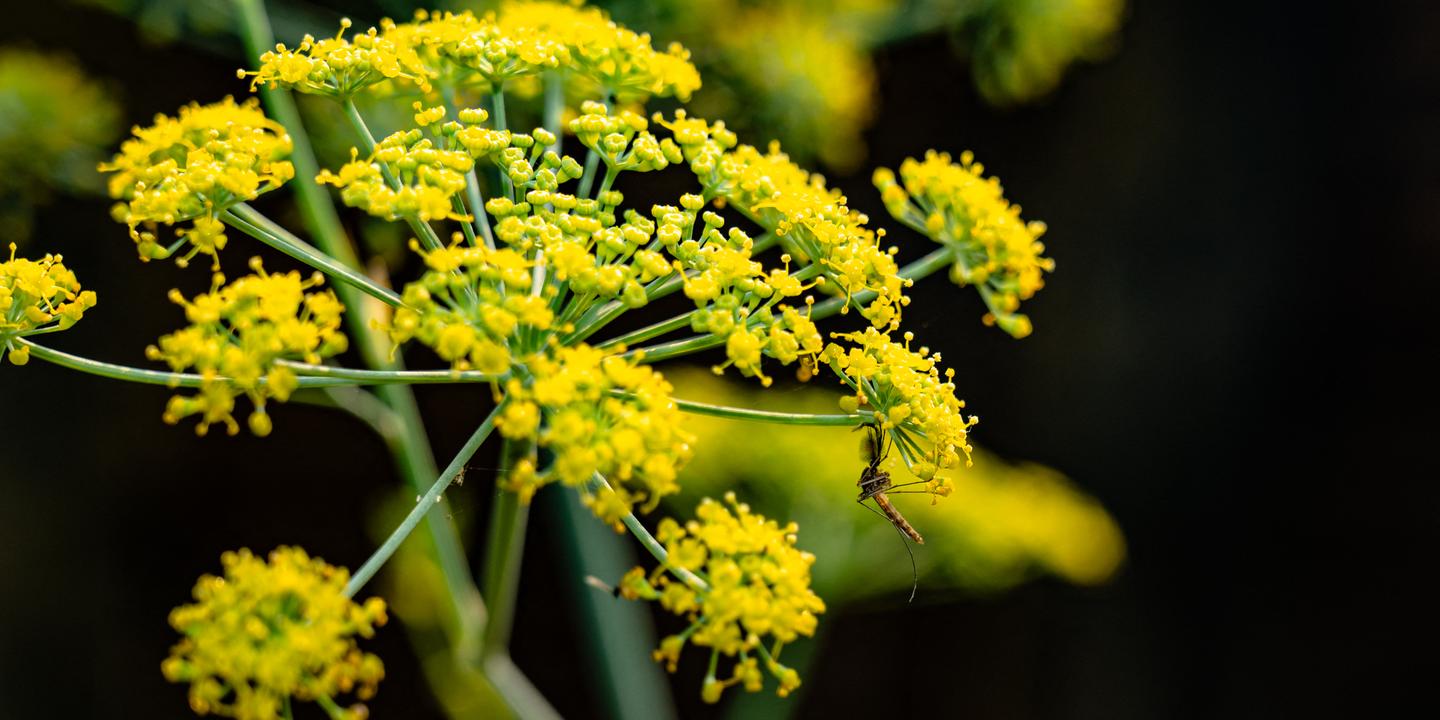 Fenouil au doux parfum : le caïd des jardins