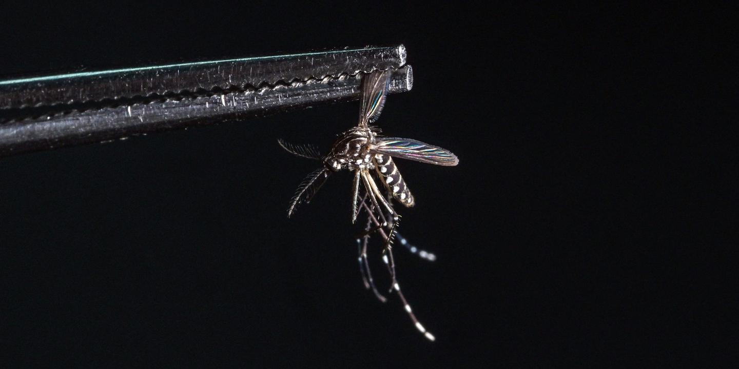 Chikungunya : la Guyane française se prépare à éviter un scénario réunionnais