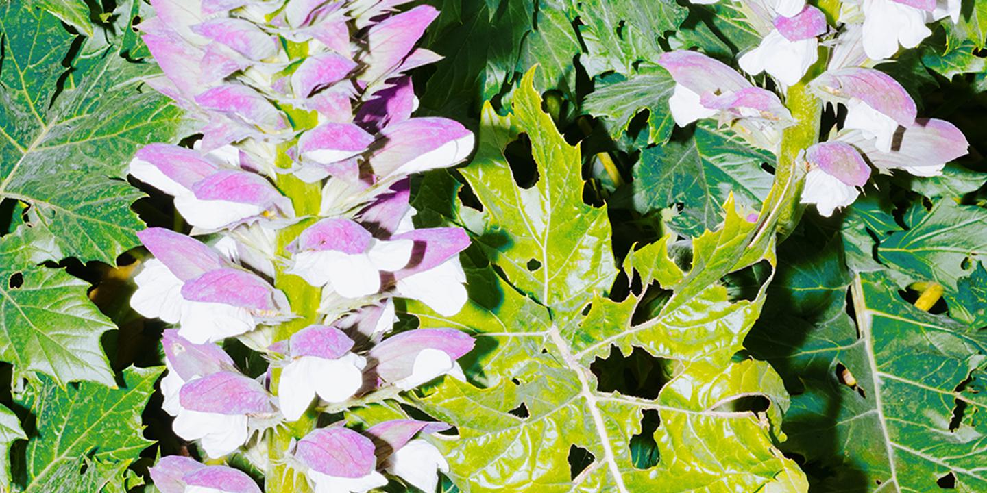 L'acanthe à feuilles molles : une héroïne de la résistance végétale