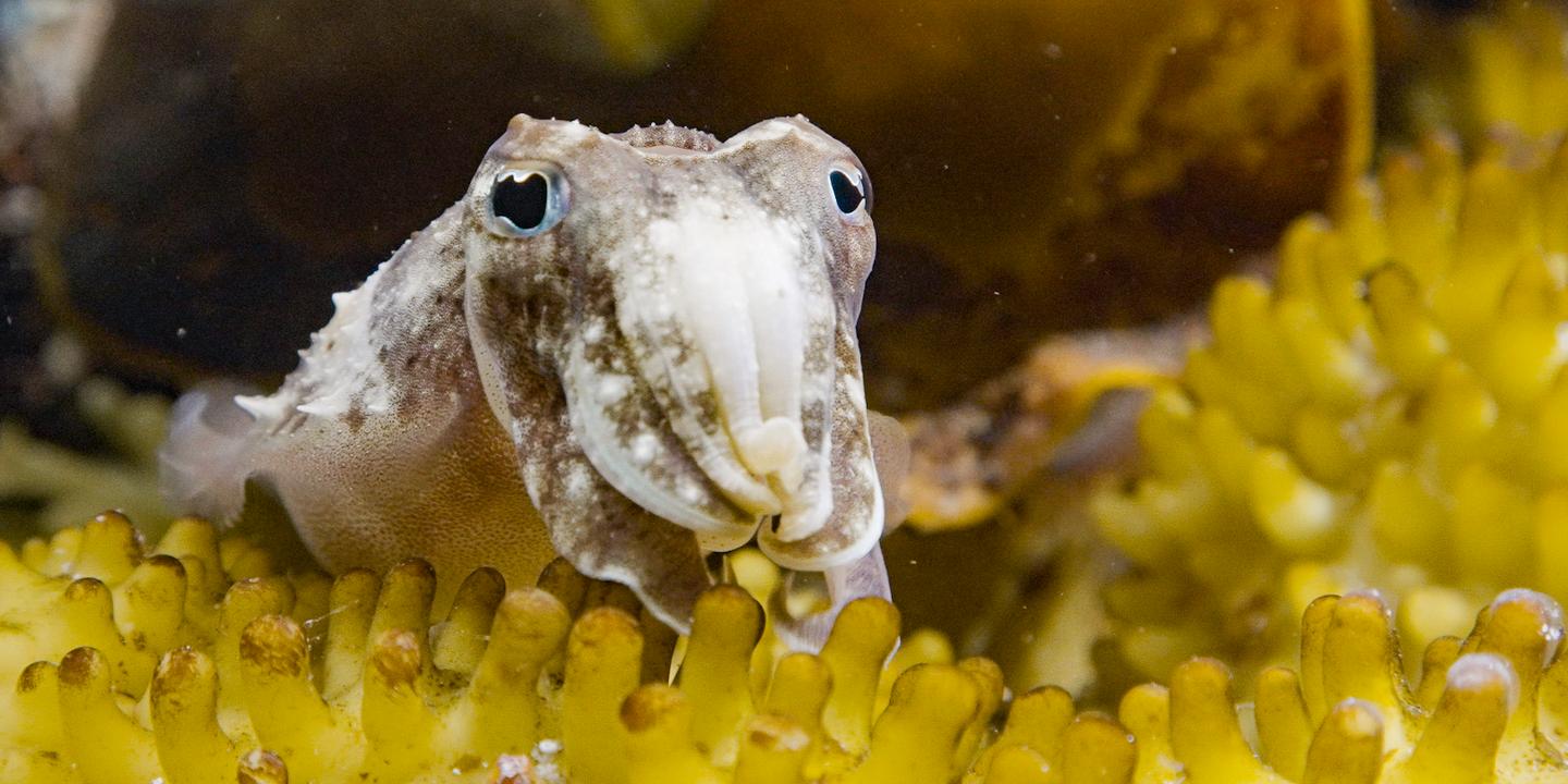 Sépia : l'odyssée poétique d'une seiche sur France TV