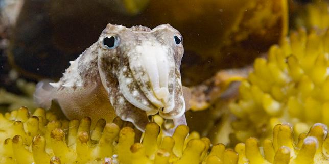 « Sépia, l’odyssée d’une seiche », sur France.tv : un voyage plus poétique que scientifique