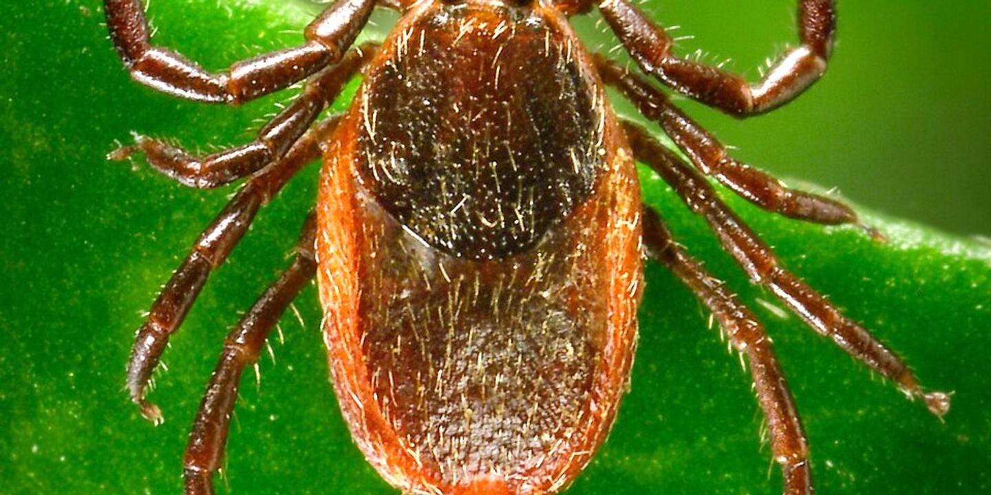 Alerte aux tiques : les ixodes, ces acariens dangereux pour l'homme