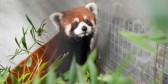 Un jeune couple de pandas roux chinois « infiltré 