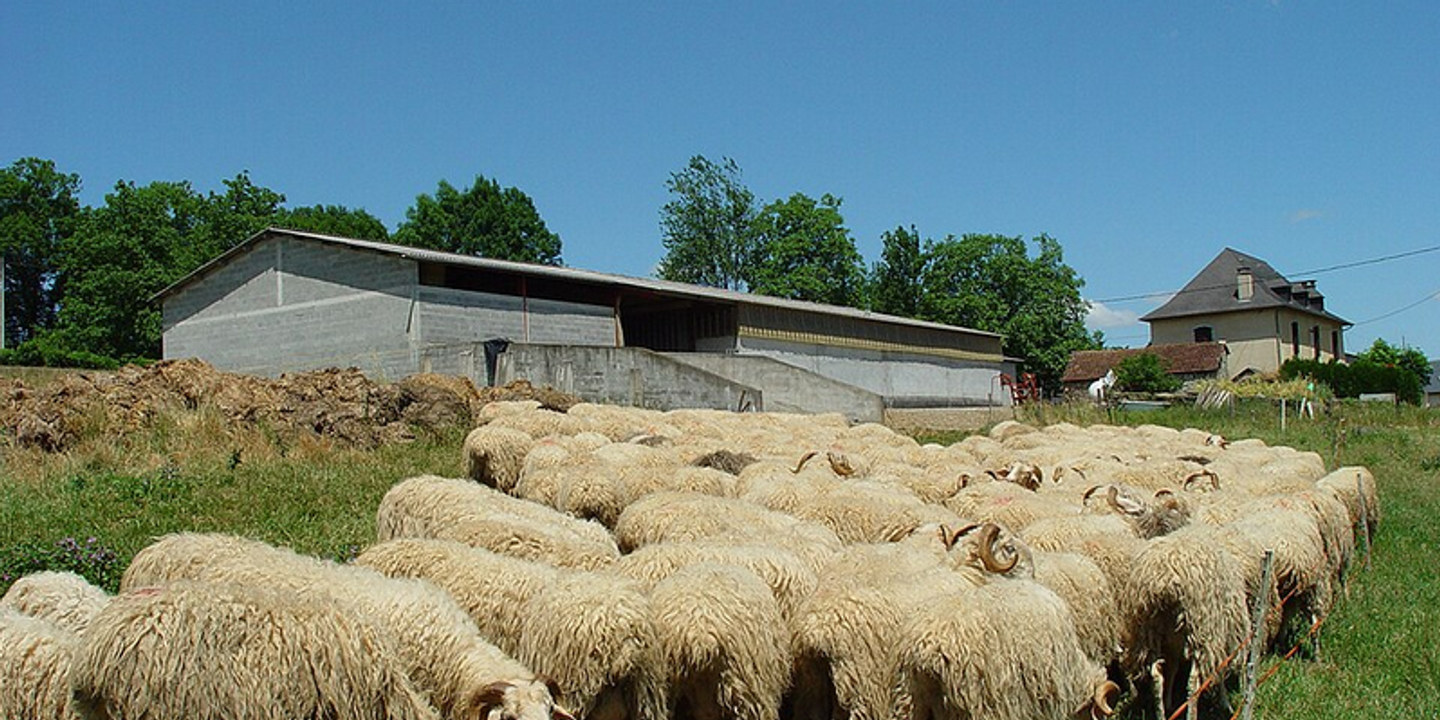 Mort traumatique suspecte en milieu rural : la médecine légale éclaire l'enquête