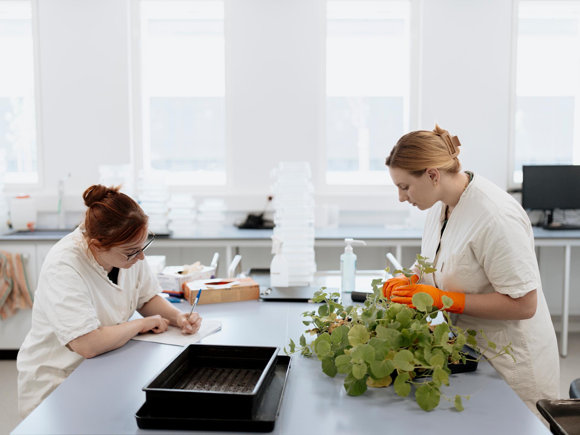 Lucie Peiger et Coralie Tramier, techniciennes en phytopathologie, manipulent des plants dans un laboratoire du centre de recherche de Gautier Semences, à Eyragues (Bouches-du-Rhône), le 29 avril 2026.