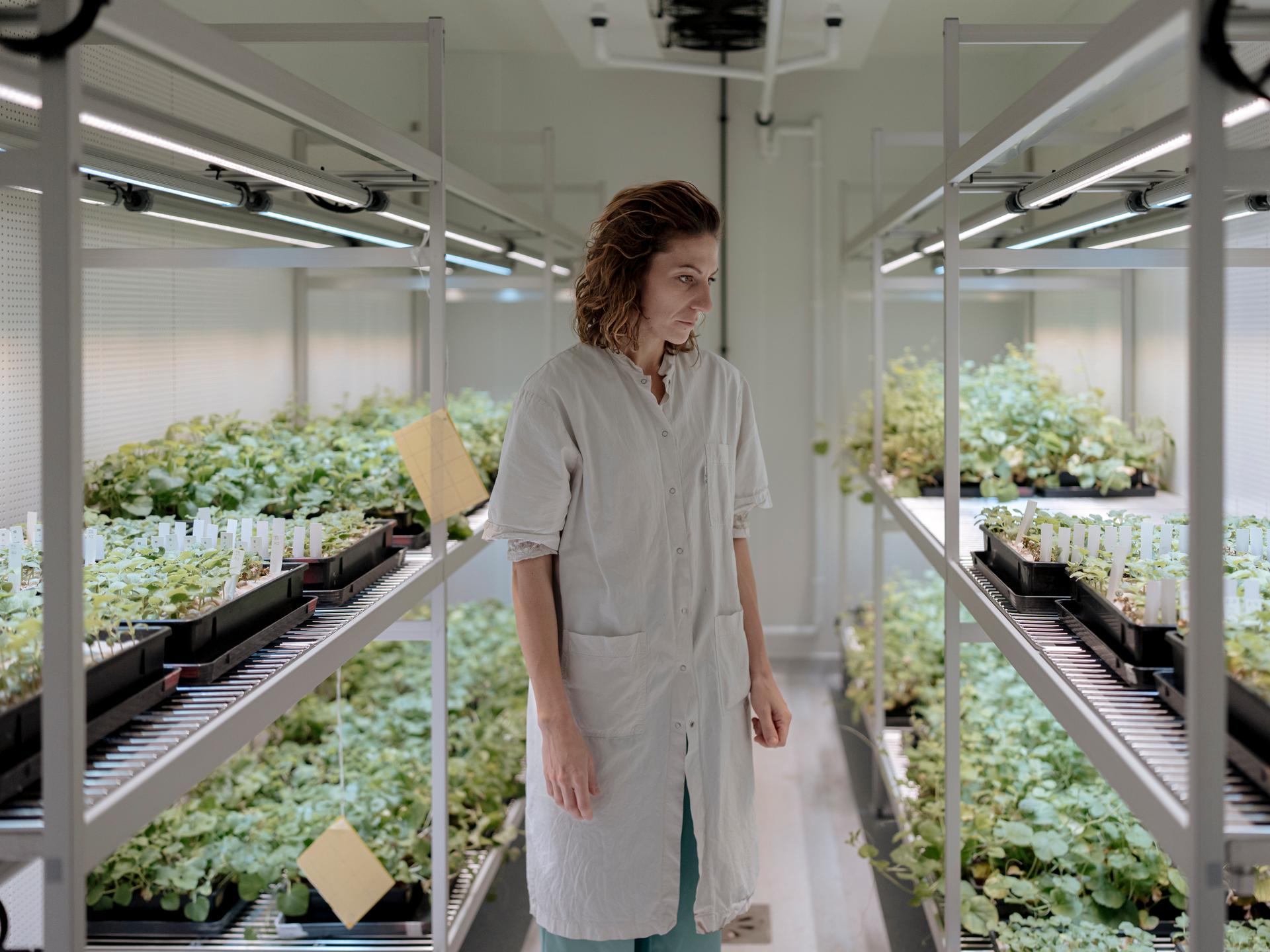 Marion Cordier, chargée de projets en phytopathologie, inspecte des plans dans un laboratoire du centre de recherche de Gautier Semences, à Eyragues (Bouches-du-Rhône), le 29 avril 2026.