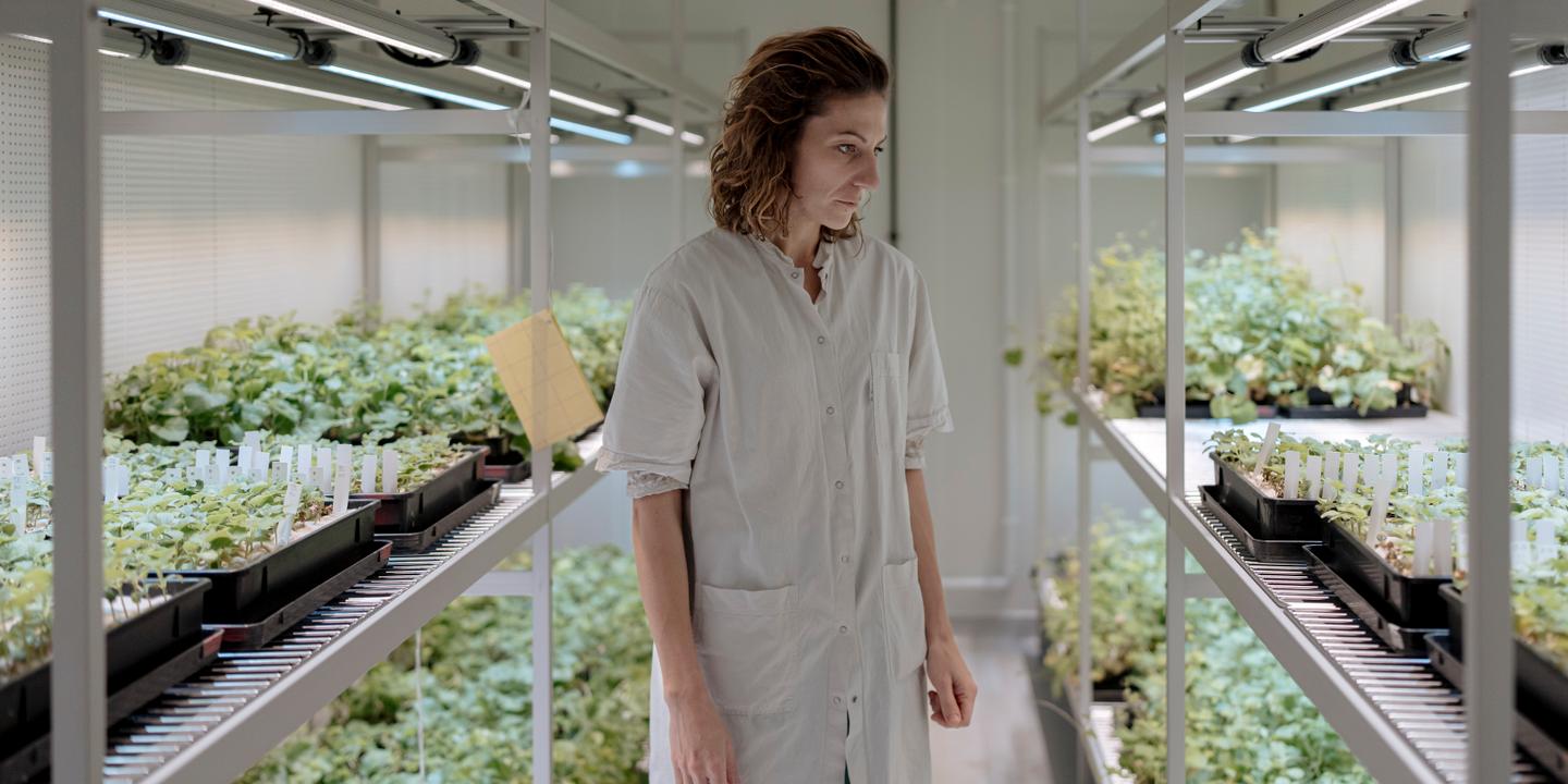 Nouveaux OGM : semenciers inquiets d'une possible brevetabilité des plantes