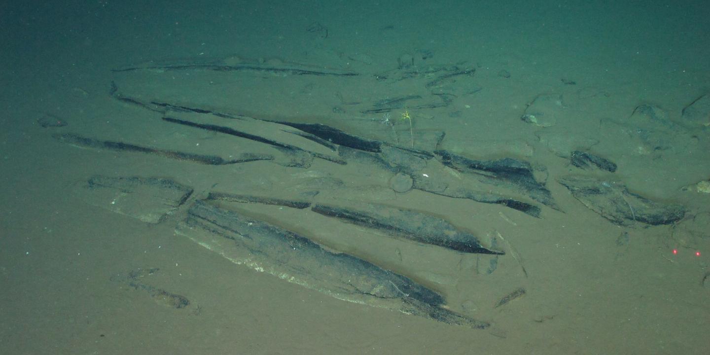 Découverte d'une mystérieuse nécropole de baleines dans l'océan Indien