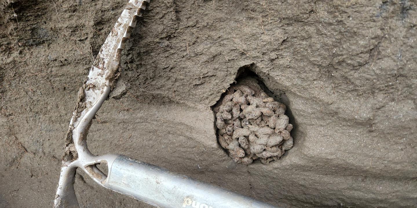 Les crottes d'écureuil : archives d'un passé vieux de 700 000 ans