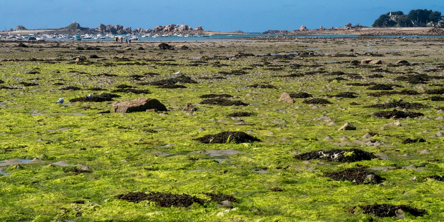 En Bretagne, les alternatives aux engrais de synthèse poussent discrètement