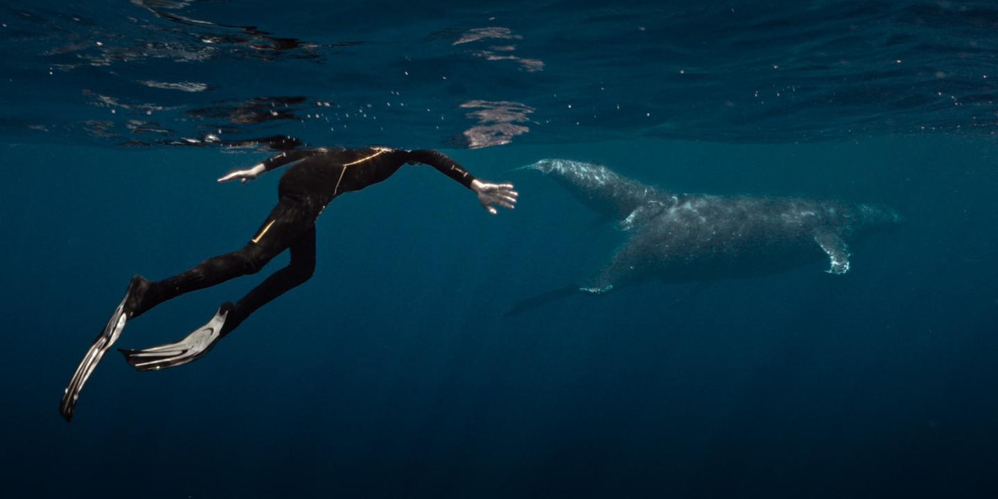 La baleine et le musicien : récit d'une rencontre musicale avec un cétacé