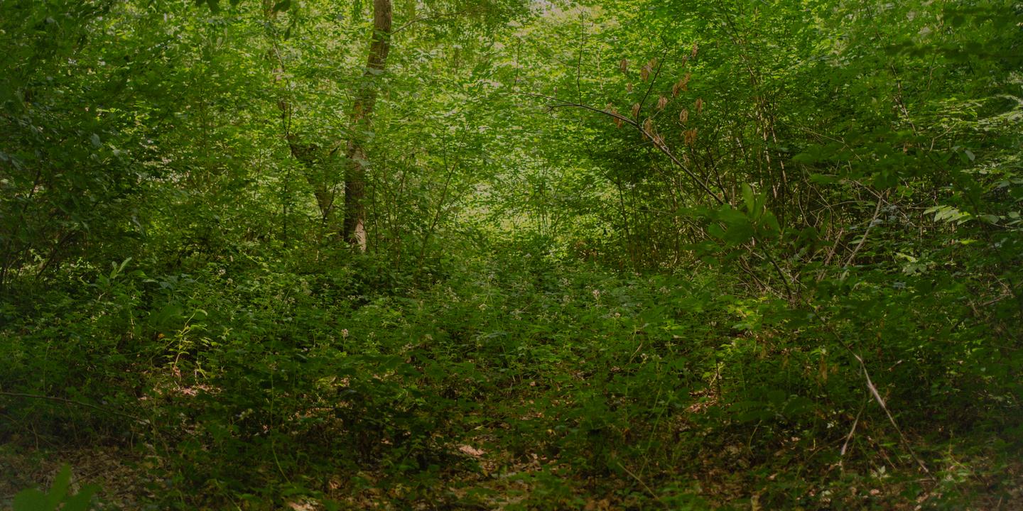 L'ONF coupe-t-il trop d'arbres en Île-de-France ? Les citoyens mobilisés
