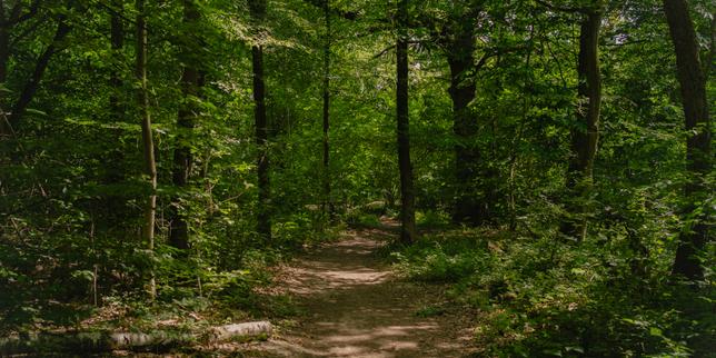 La France « sacrifie » son puits de carbone forestier dans sa nouvelle stratégie climatique, dénonce l’ONG Canopée