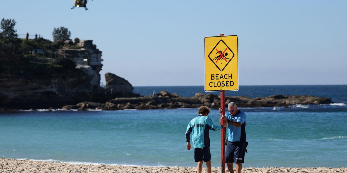 Faut-il abattre les requins après des attaques mortelles ? La méthode divise en Australie, où quatre personnes ont été tuées en 2026