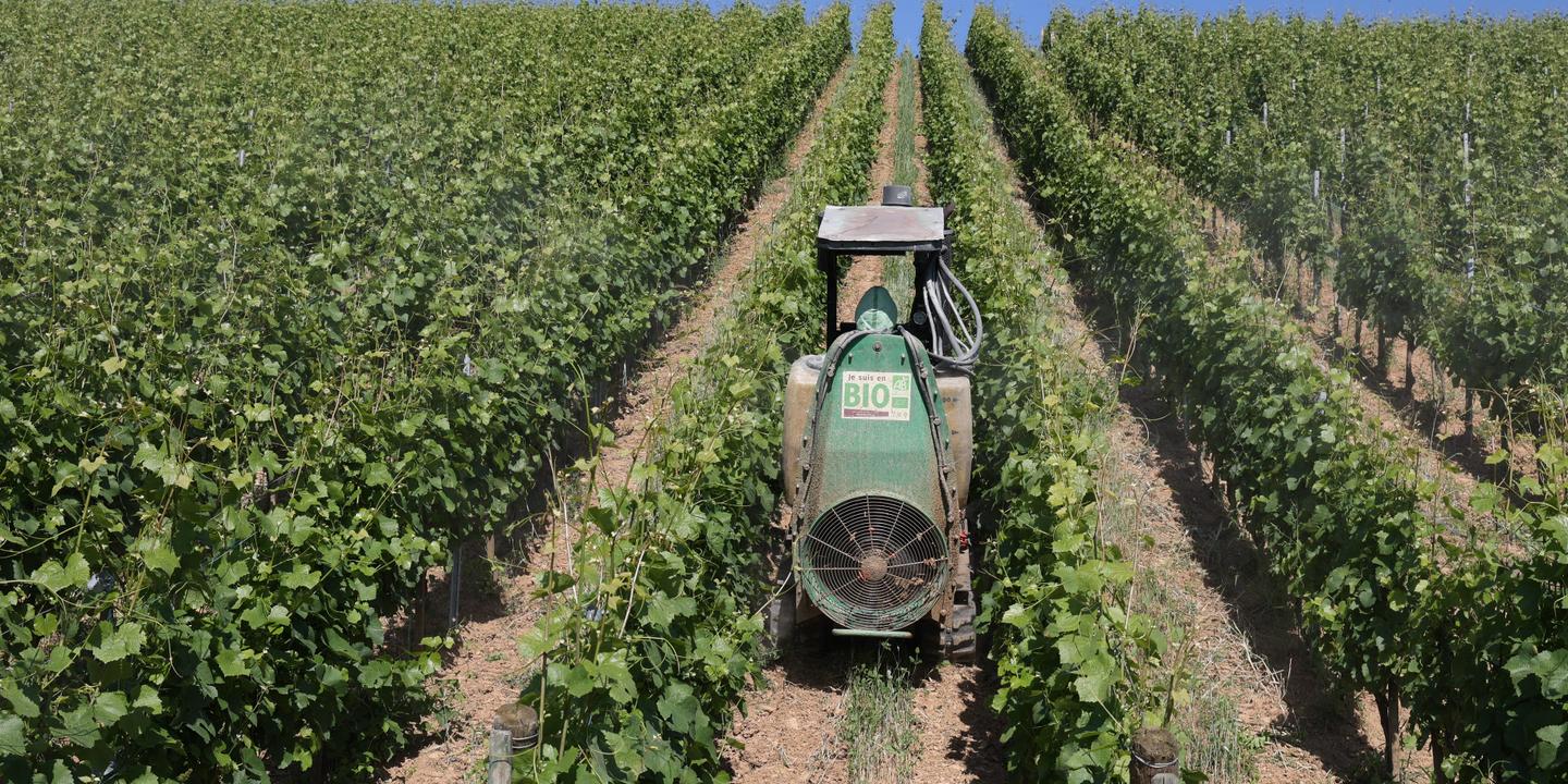 Cuivre nocif : les viticulteurs bio cherchent des alternatives au mildiou