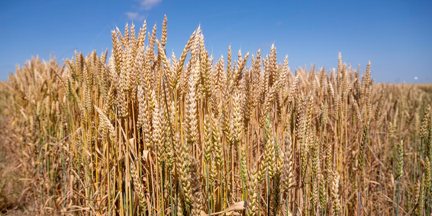 Céréaliers de l'Indre : l'épuisement d'un modèle agricole