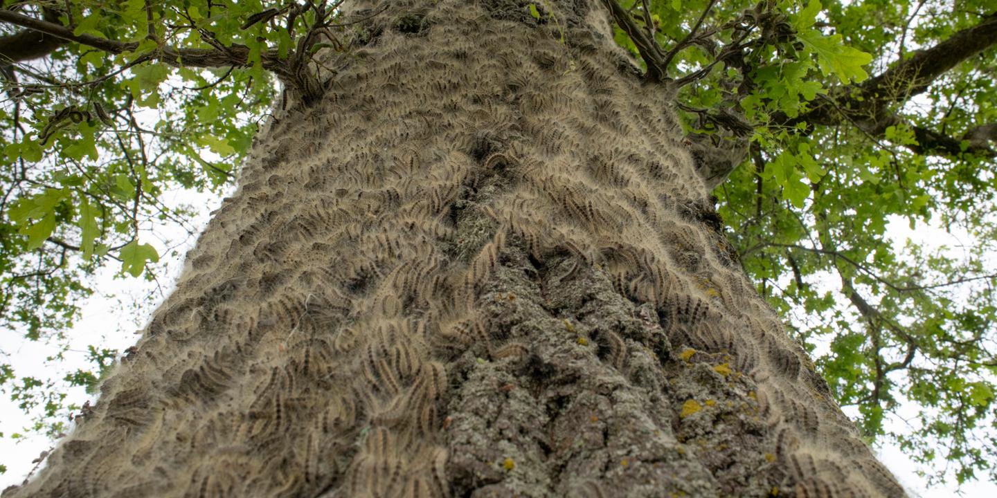 Chenilles processionnaires du chêne : pullulations exceptionnelles dans le nord de la France