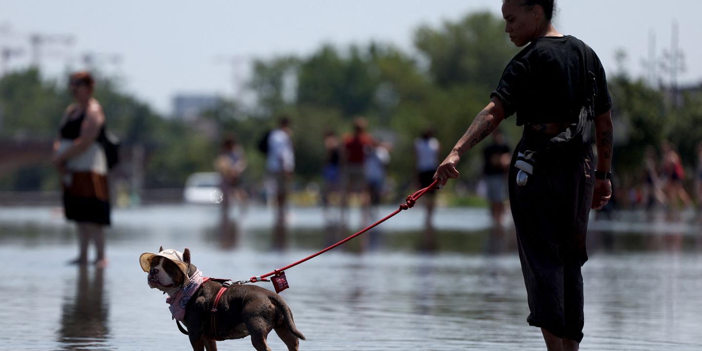 Canicule : les vétérinaires alertent sur les risques mortels pour les chiens