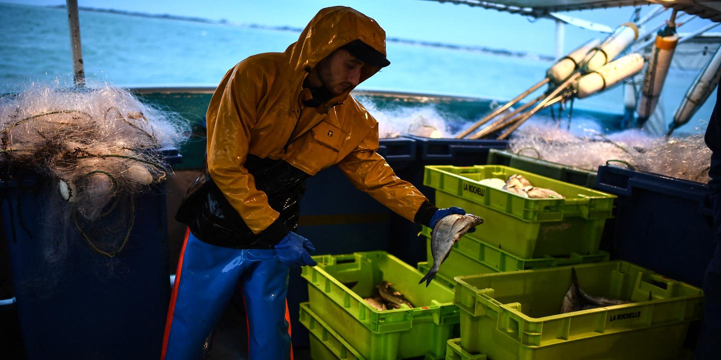 Protection des dauphins : nouvelle période sans pêche en 2027