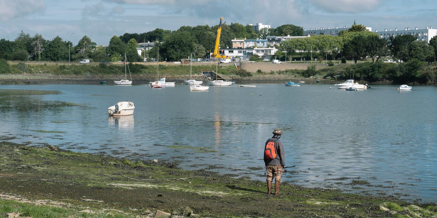 Algues vertes en Bretagne : les vasières oubliées des plans de lutte