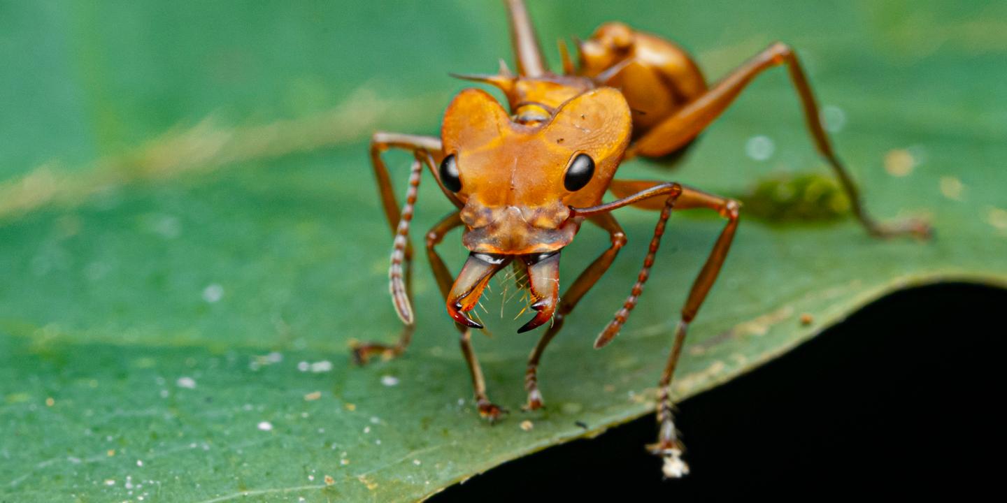 Eau et température : clés de la diversification des fourmis