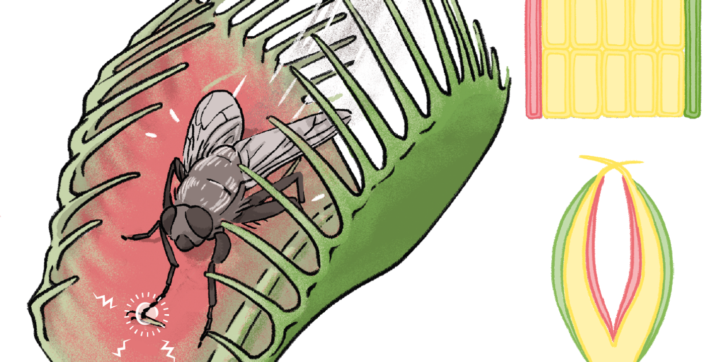 Plante carnivore : le secret de sa fermeture éclair dévoilé