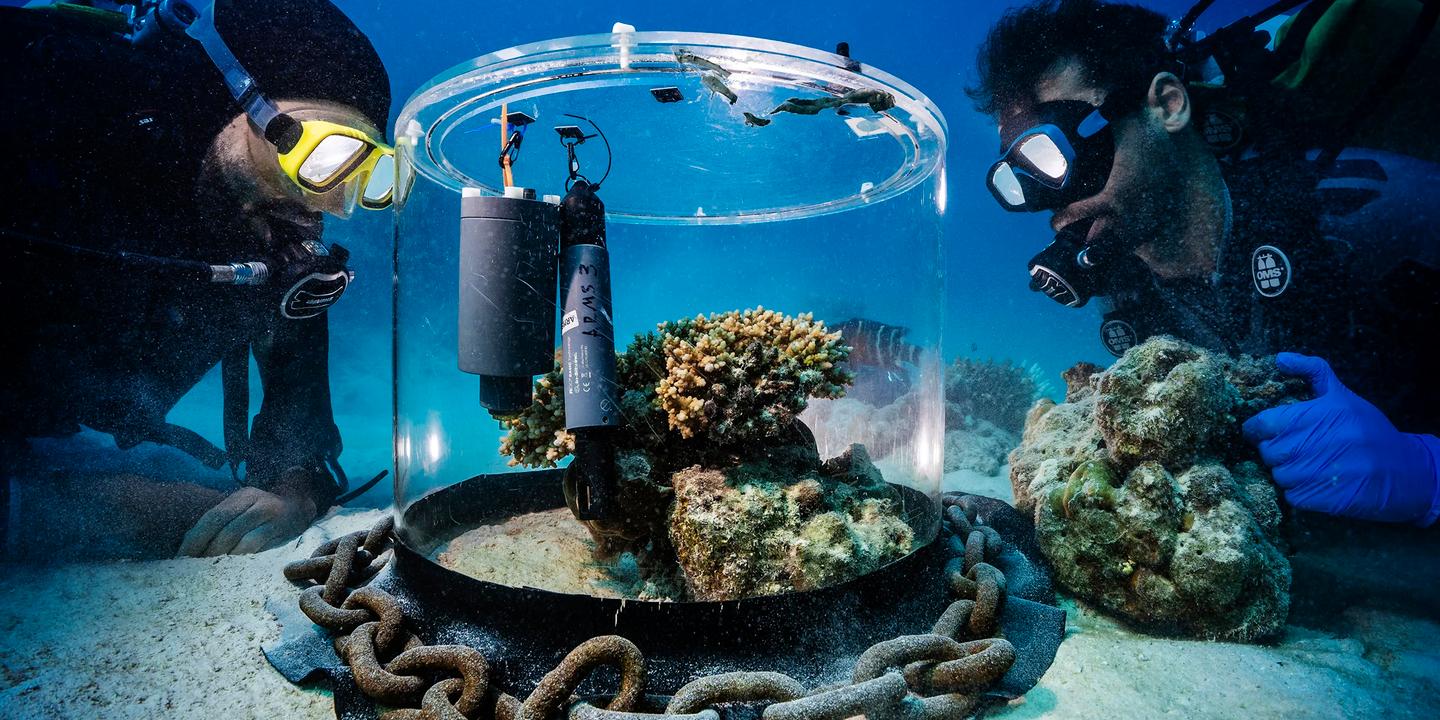 Plongée en Mer Rouge pour ausculter des coraux sous cloche