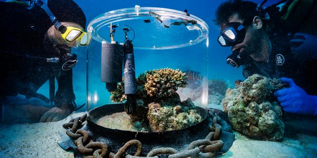 Des chercheurs plongent dans la mer Rouge pour ausculter des coraux sous cloche