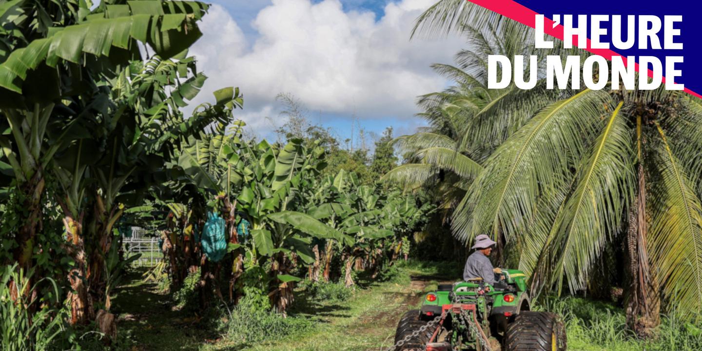 Chlordécone : qui est responsable de l'empoisonnement des Antilles ?