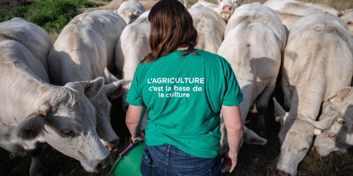 Loi agriculture : Sénat rouvre dossier brûlant de l'acétamipride
