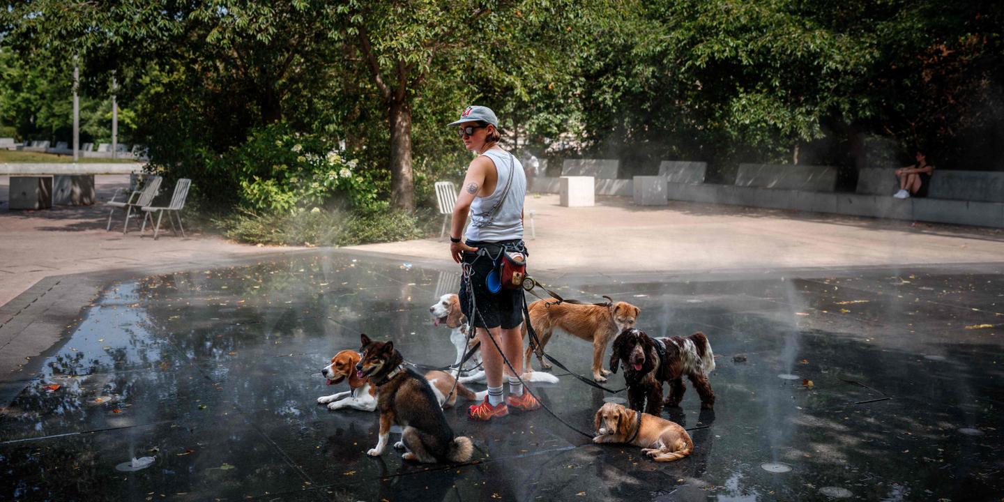 En photos : les animaux souffrent aussi pendant les fortes chaleurs