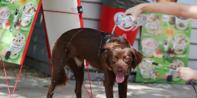 Canicule : comment éviter un coup de chaud (et autres accidents) à votre animal de compagnie