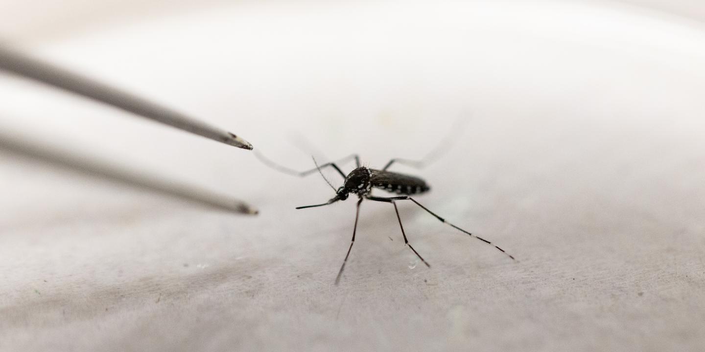 Piqûres de moustiques : toutes vos questions sur les symptômes et traitements