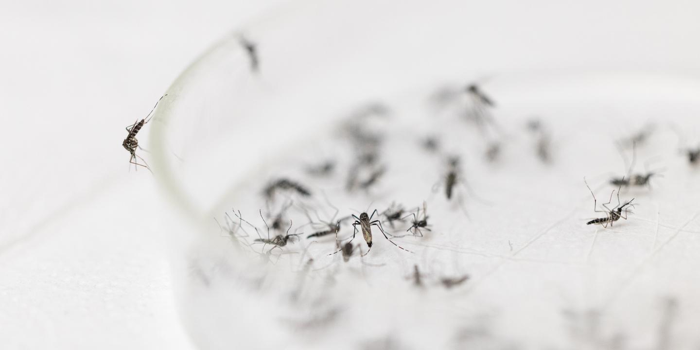 Dans les sous-sols de l'Institut Pasteur : l'étude des moustiques pour lutter contre les virus