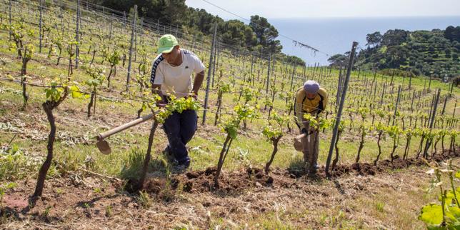 En Toscane, sur l’île-prison de Gorgona, des vignes cultivées par des prisonniers