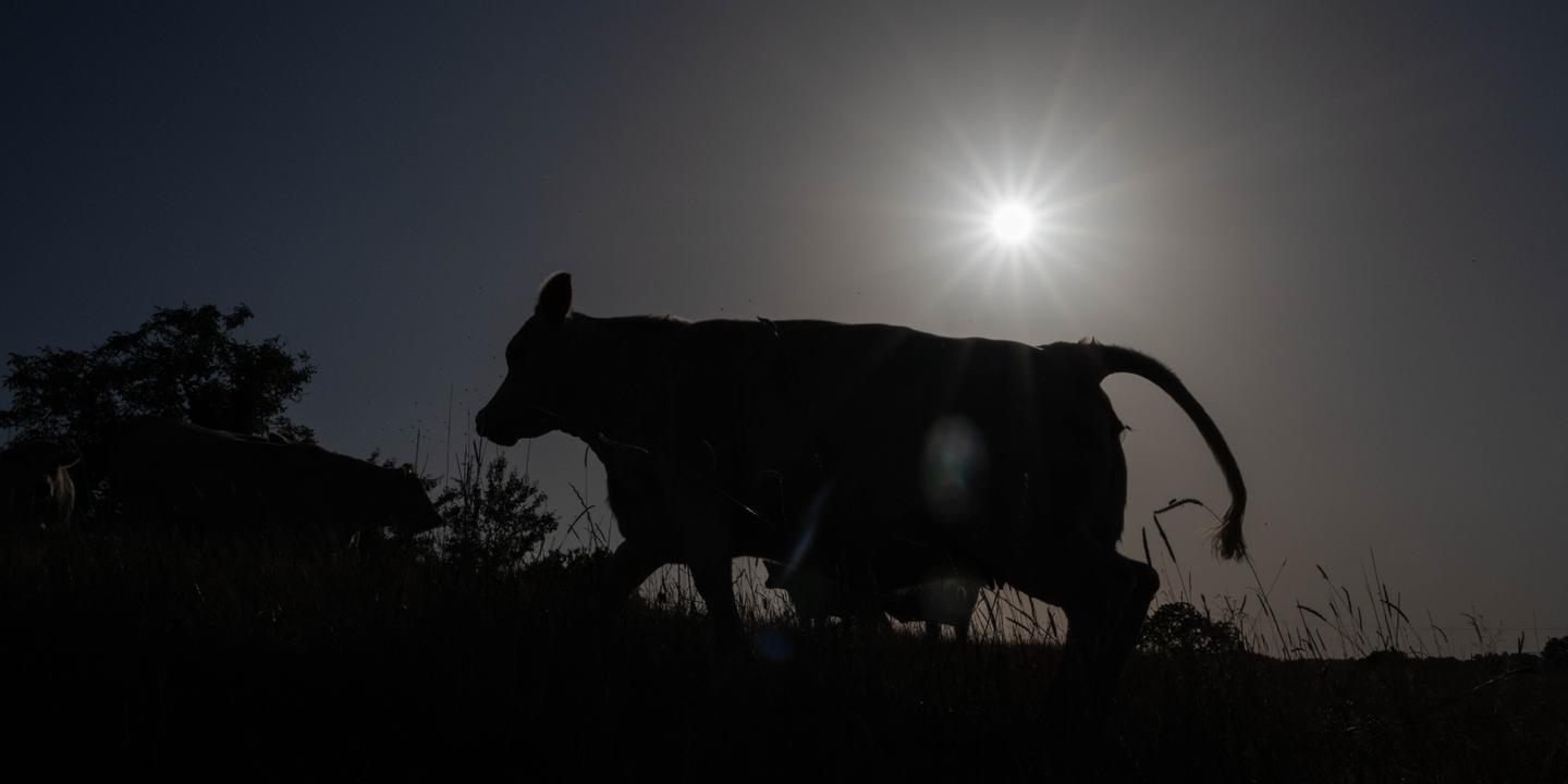 Juin 2026 : le mois le plus chaud jamais enregistré en France