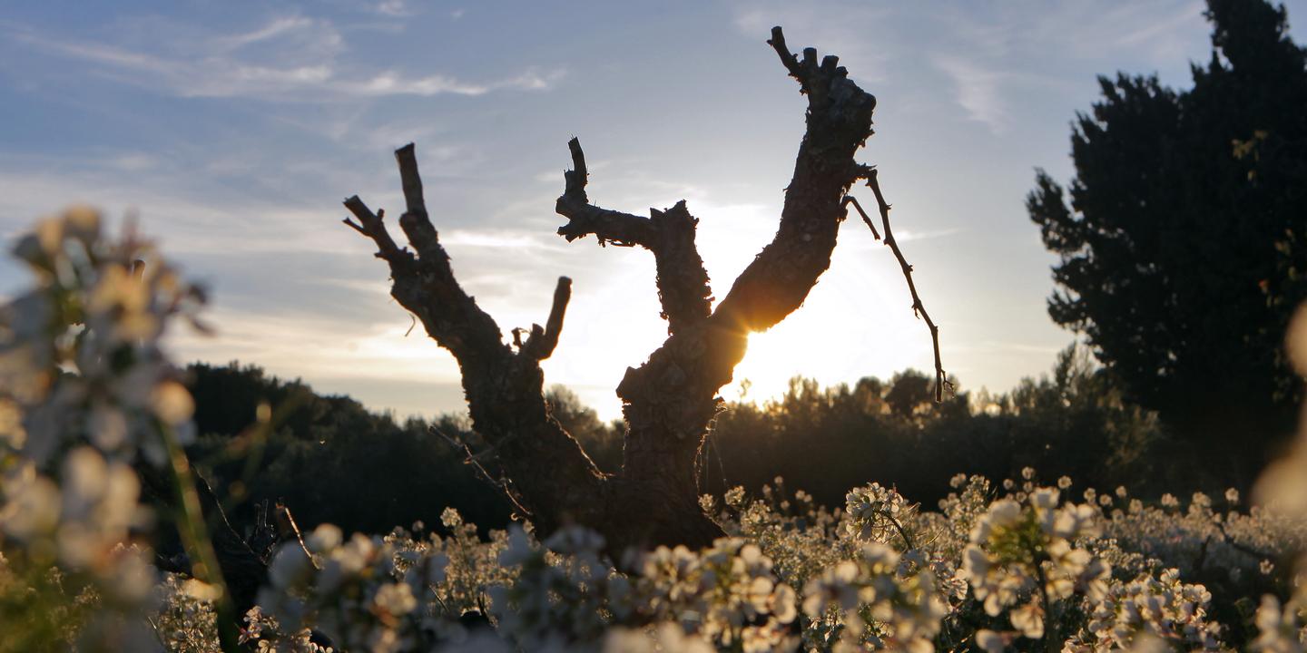 Label AOC des vins : critiques croissantes sur un système protecteur