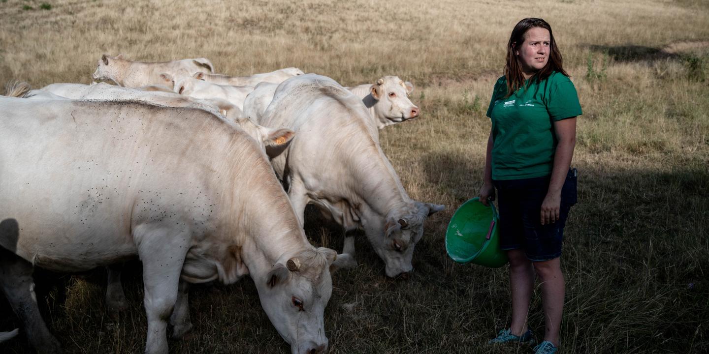 Canicule et événements extrêmes fragilisent l'agriculture française