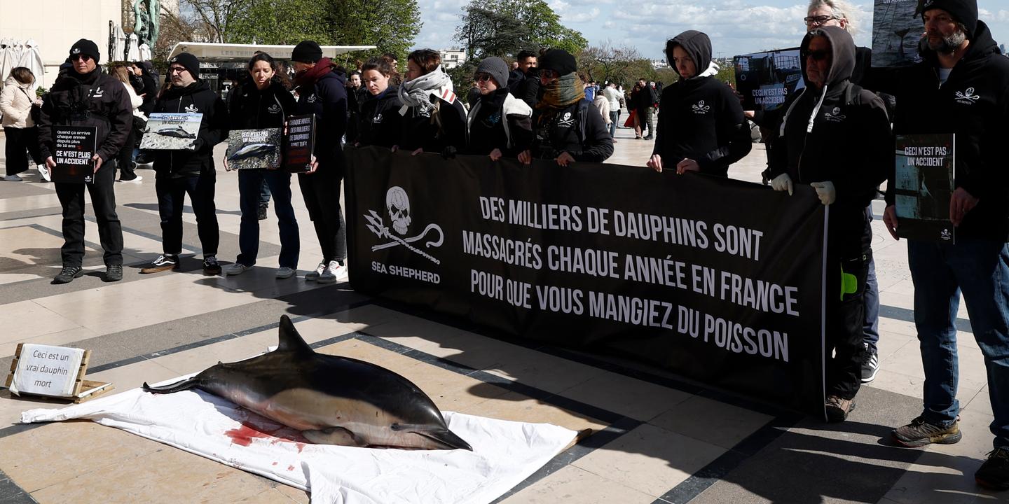 Golfe de Gascogne : la justice impose un plan d'action pour les cétacés