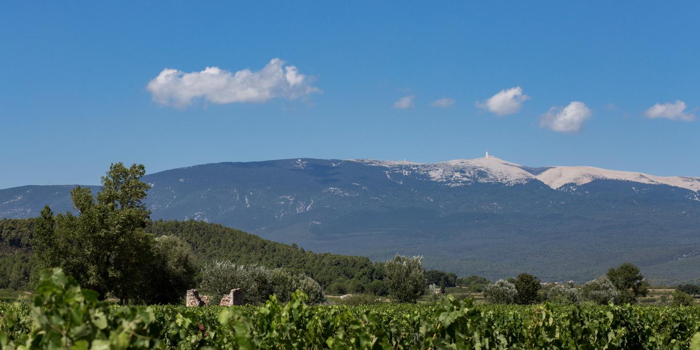 Ventoux : l'ascension discrète d'une appellation qui voit la vie en rose