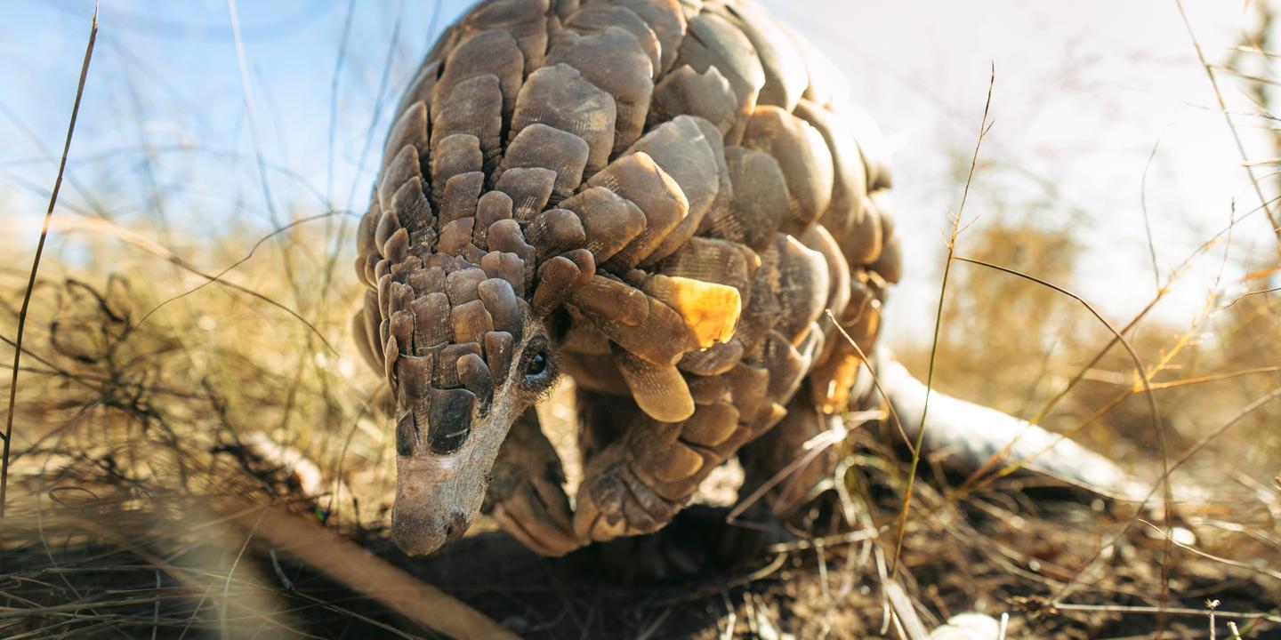 « Mission Pangolin » : six ans avec Kosha, la pangoline