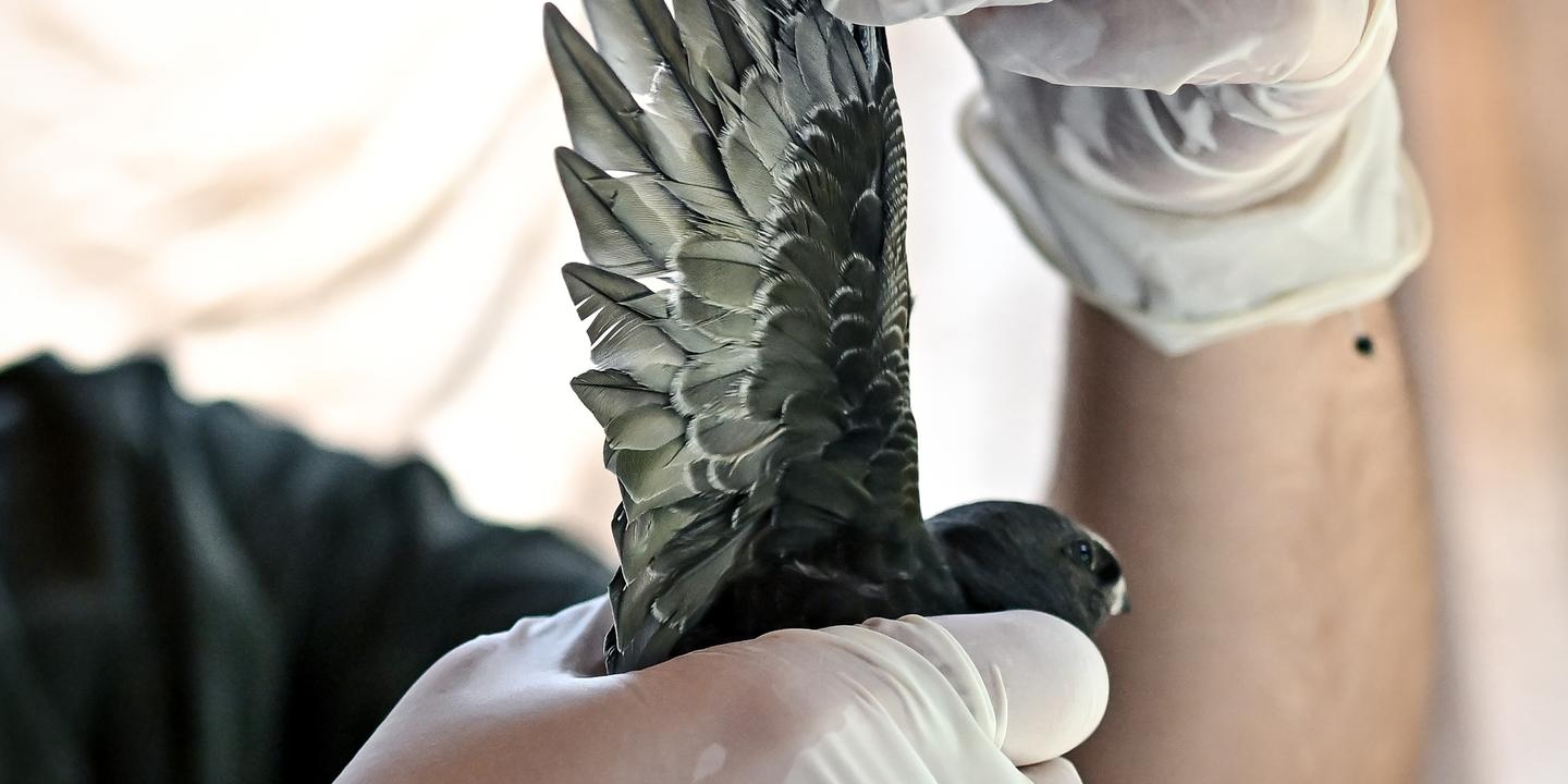 Canicule en Gironde : faune sauvage saturée dans les centres de soins