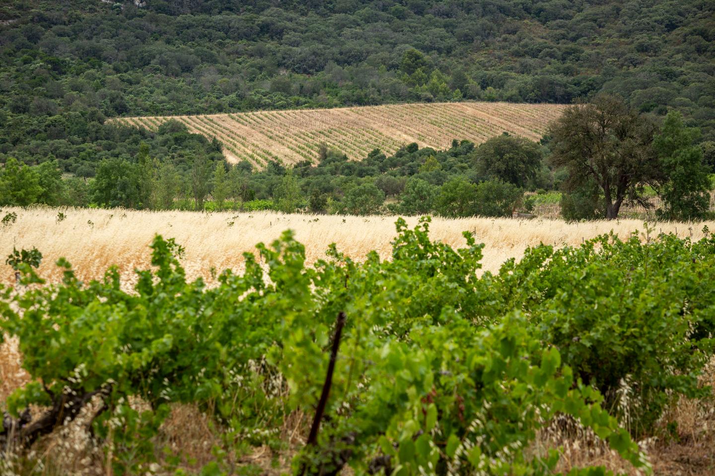 France's grape harvest threatened by drought, despite promising 2026 ...
