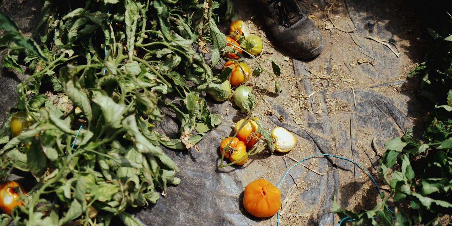 En Bretagne, la canicule fait vaciller le monde agricole