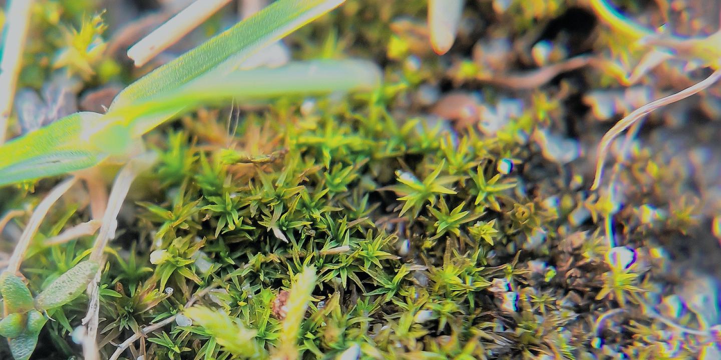 Mousses et champignons : une relation contrariée par le changement climatique