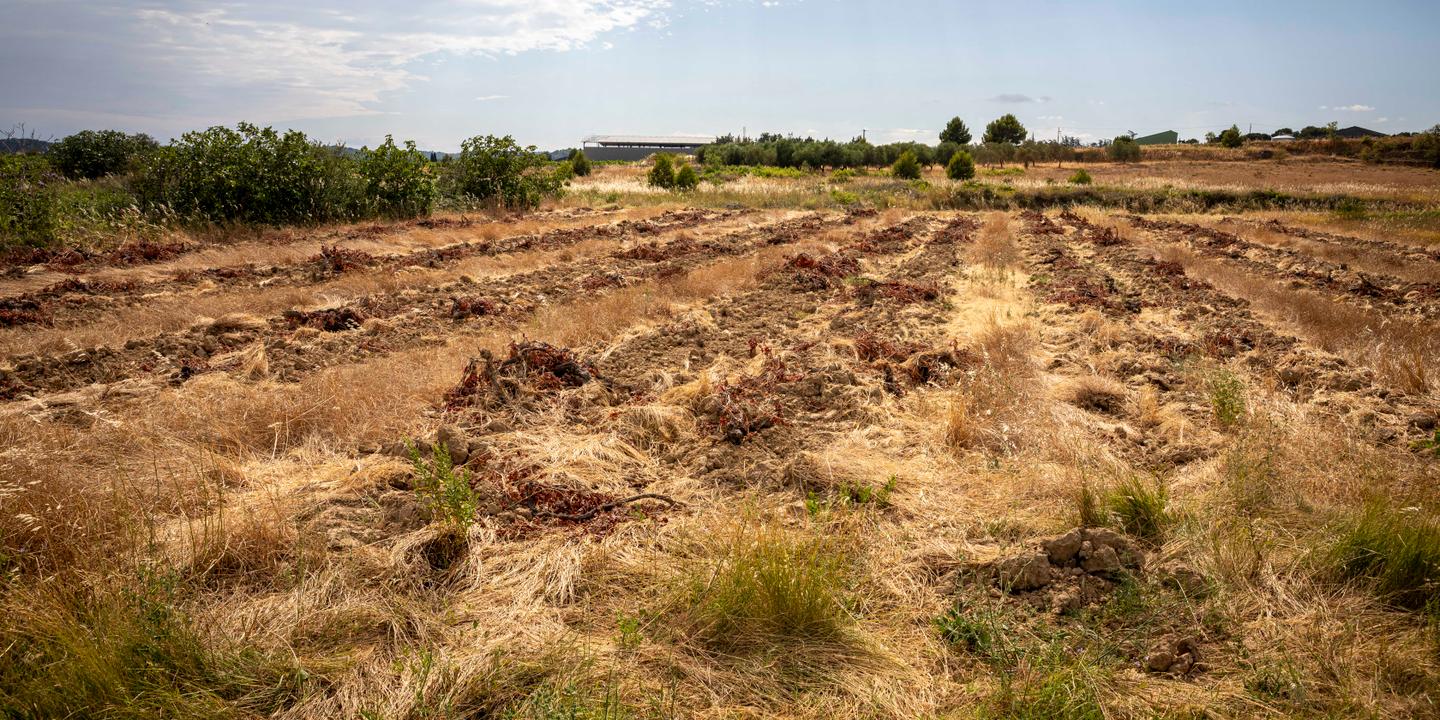 Arrachage des vignes en Occitanie : une transformation paysagère inédite