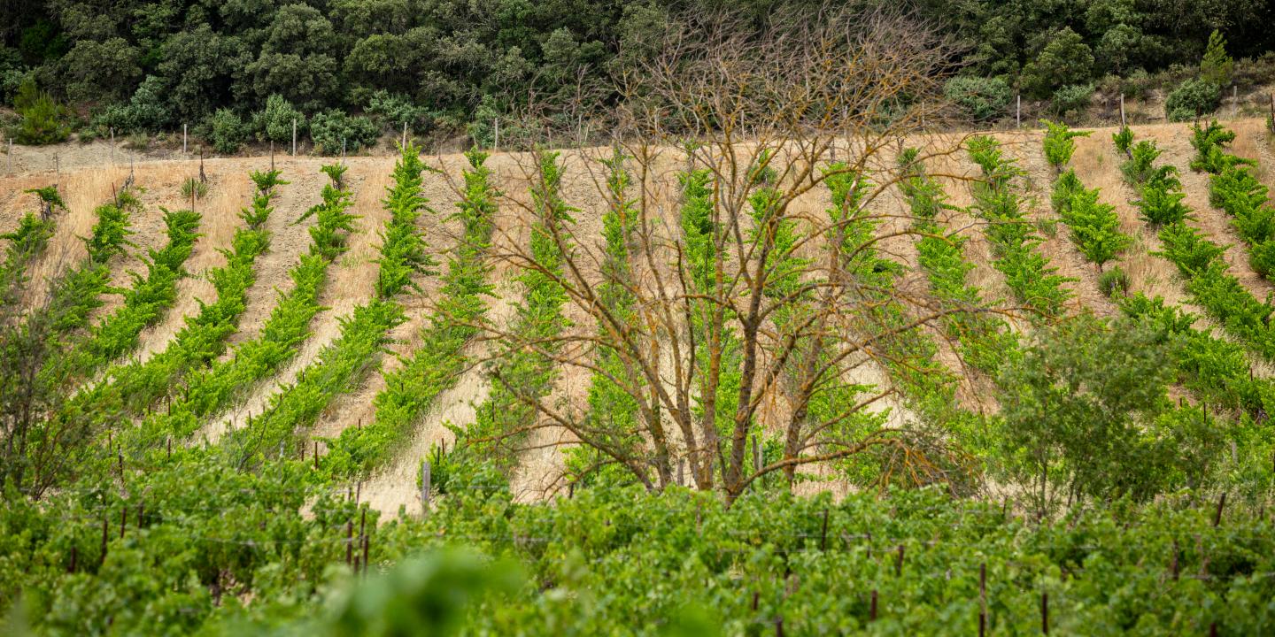 Aides à l'agriculture bio : Bercy accusé de détournement